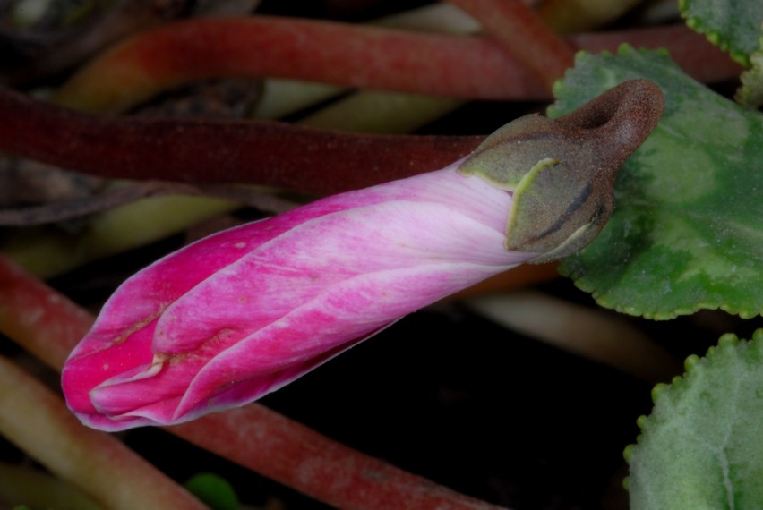 Primi scatti con il NIKON  Kit flash SB-R1C1 SBR1C1